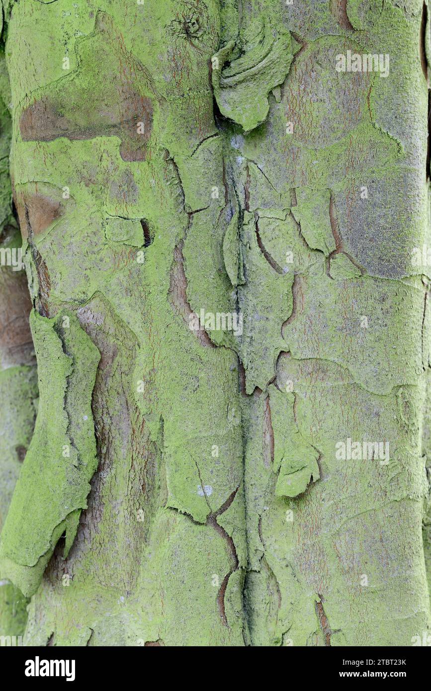 Bereczki pear quince (Cydonia oblonga), tree bark Stock Photo Alamy