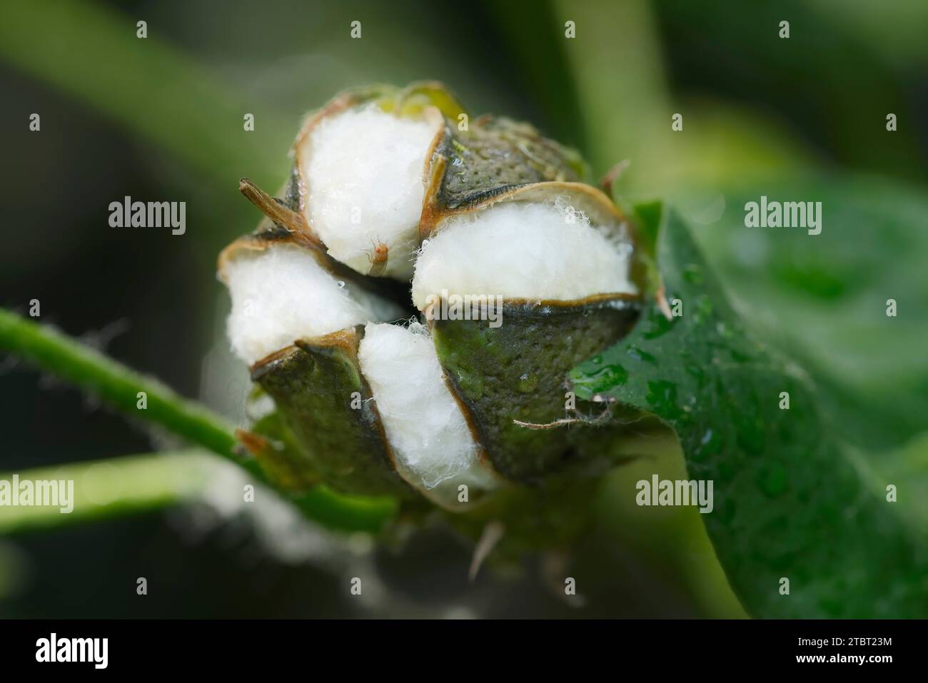 Cotton (Gossypium herbaceum), capsule fruit Stock Photo Alamy