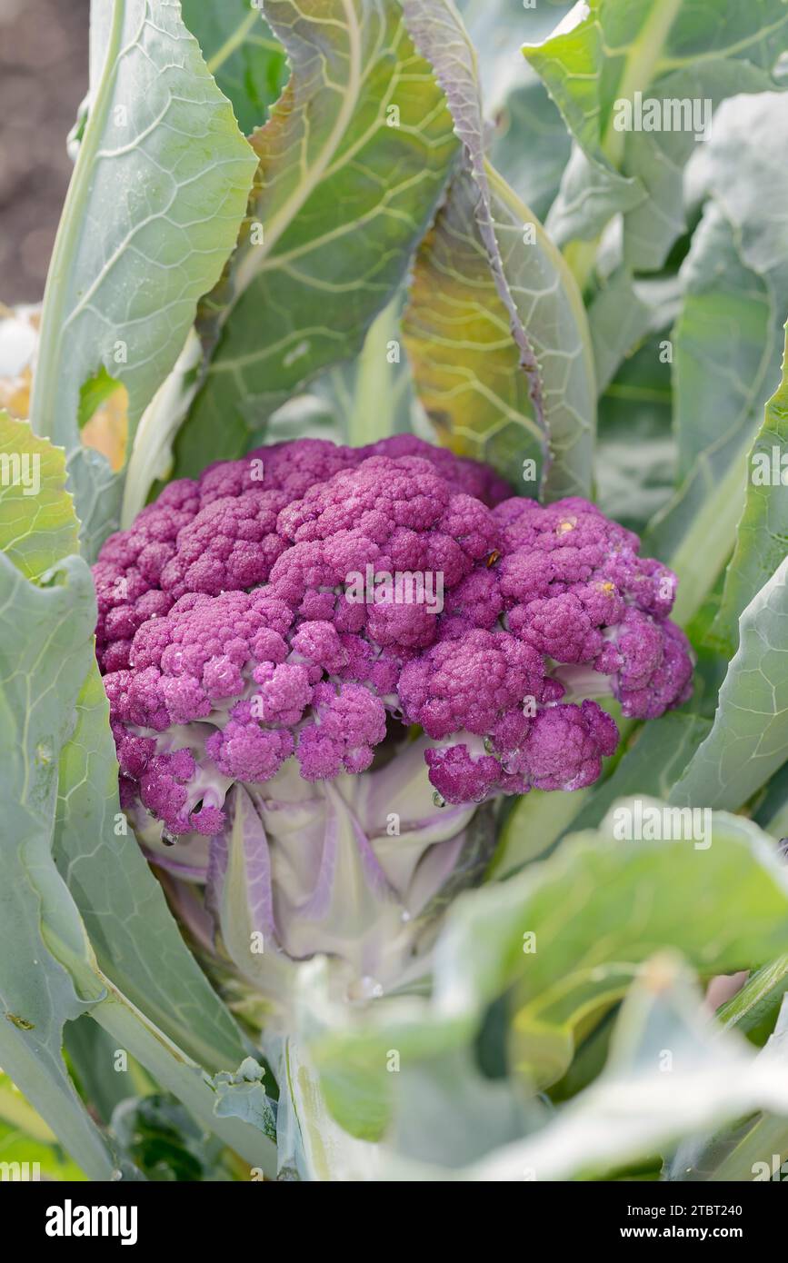 Purple cauliflower (Brassica oleracea var. botrytis) Stock Photo