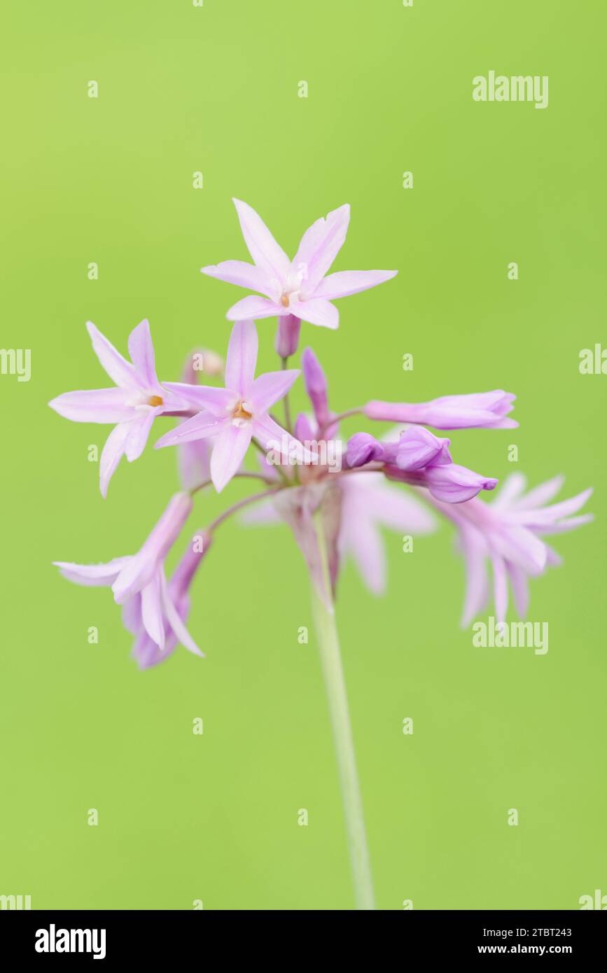 Cape lily (Tulbaghia violacea), flowers, occurrence in South Africa Stock Photo