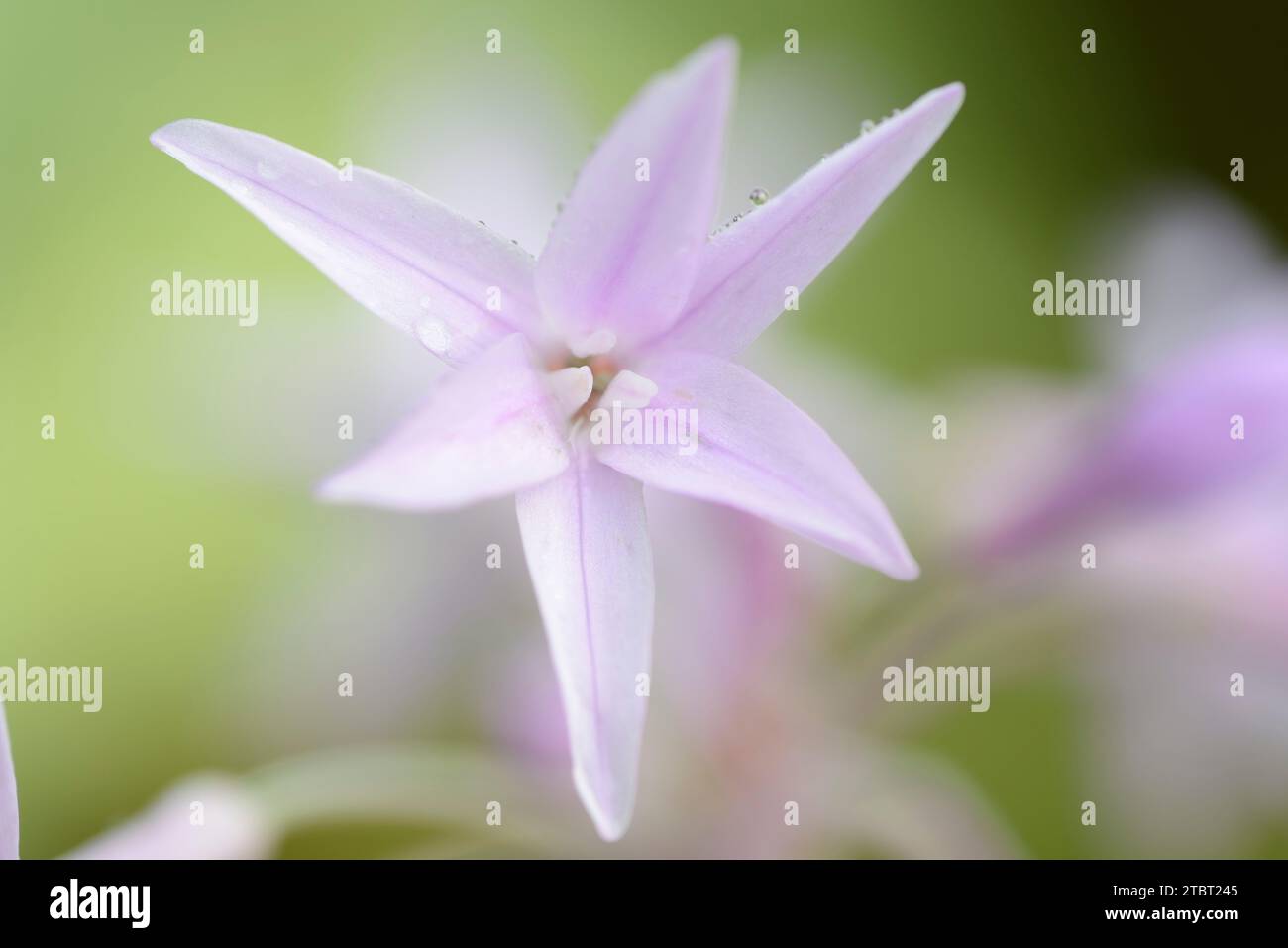 Cape lily (Tulbaghia violacea), flower, occurrence in South Africa Stock Photo