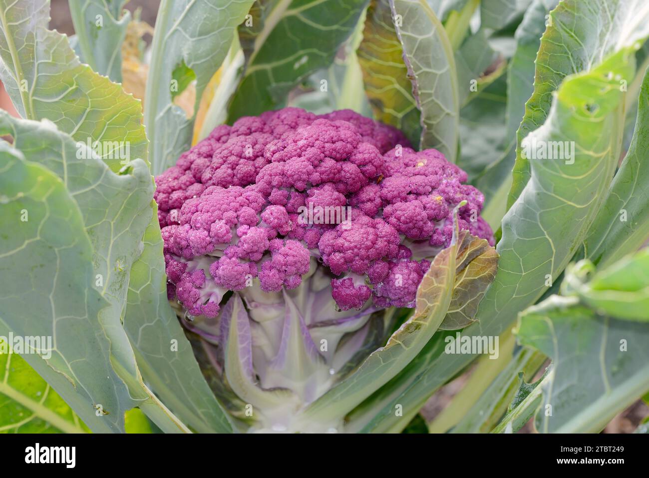 Purple cauliflower (Brassica oleracea var. botrytis) Stock Photo