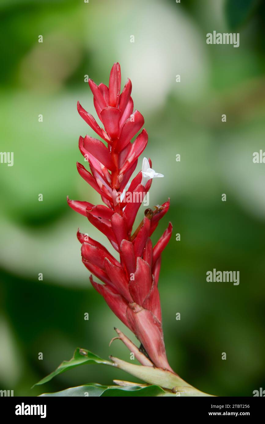 Alpinia (Alpinia purpurata), inflorescence Stock Photo