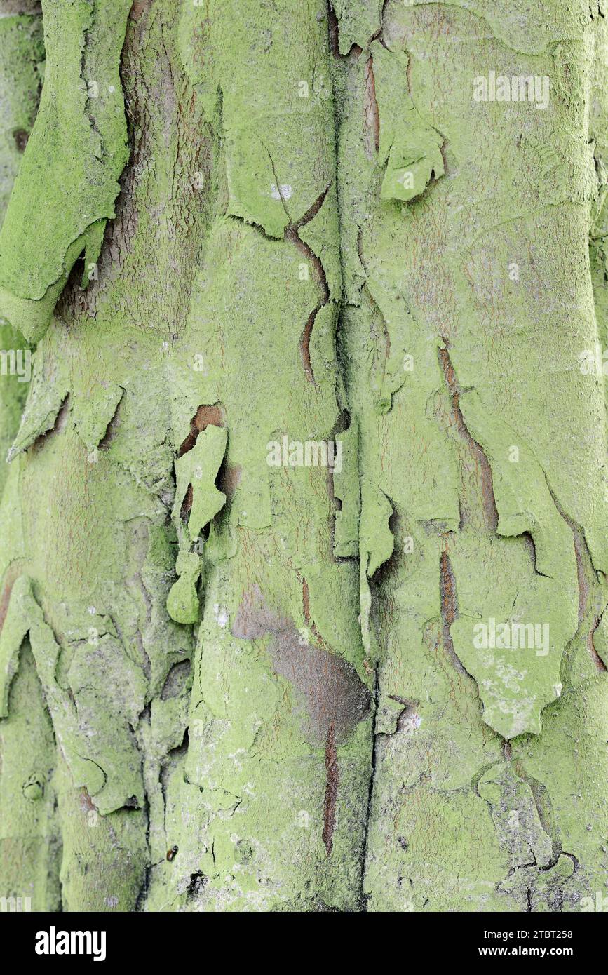 Bereczki pear quince (Cydonia oblonga), tree bark Stock Photo Alamy