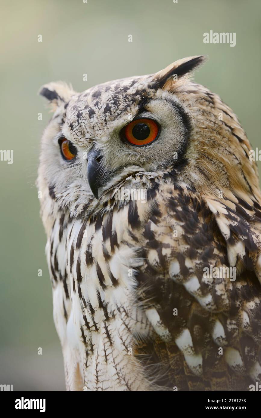 Bengal Eagle Owl or Indian Eagle Owl (Bubo bengalensis), portrait Stock Photo