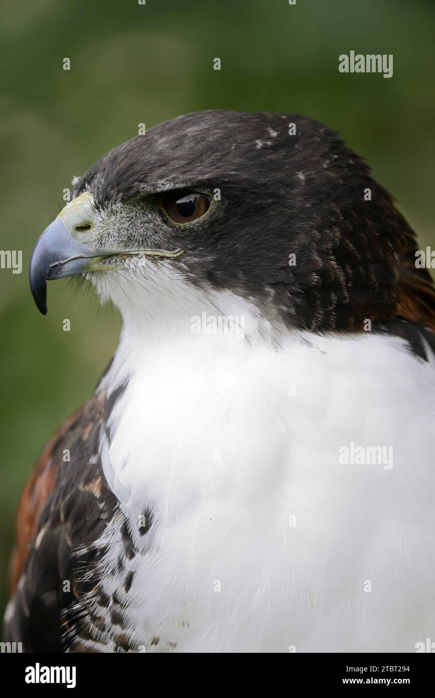White tailed hawk hi-res stock photography and images - Alamy