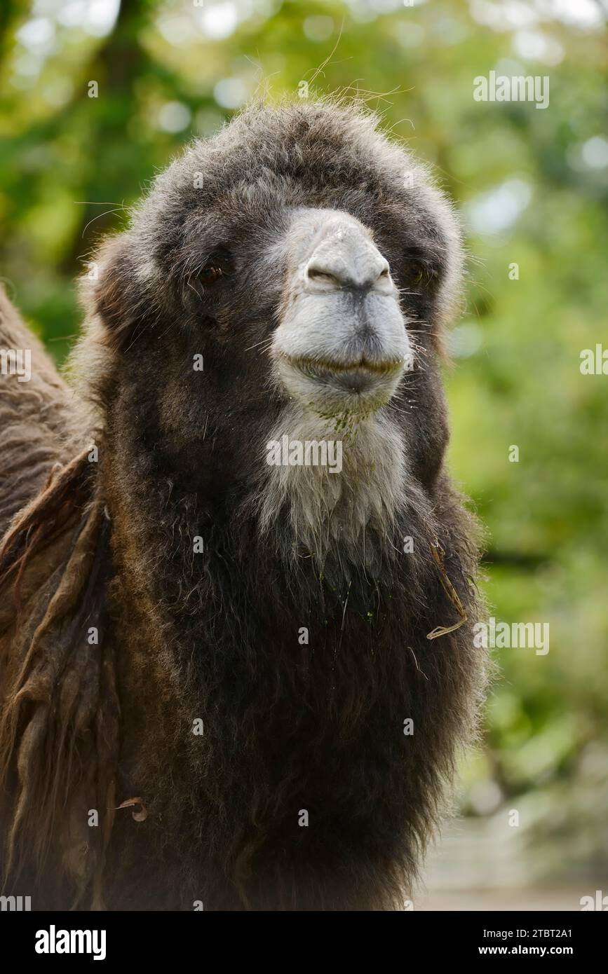 Bactrian camel or two-humped camel (Camelus ferus), portrait Stock Photo