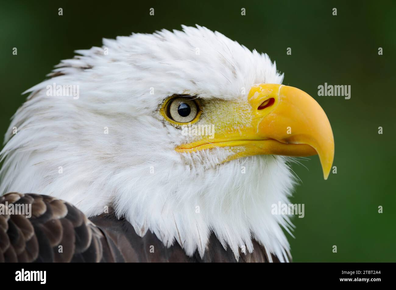 Bald eagle (Haliaeetus leucocephalus), portrait Stock Photo