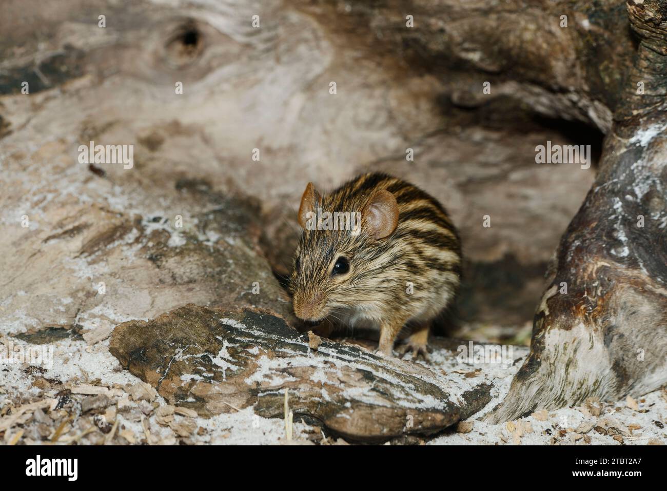 Barbary striped grass mouse (Lemniscomys barbarus), found in North Africa Stock Photo
