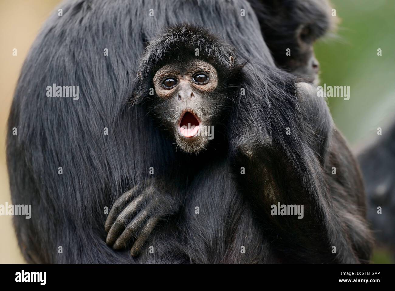 Black-headed spider monkey (Ateles fusciceps rufiventris, Ateles