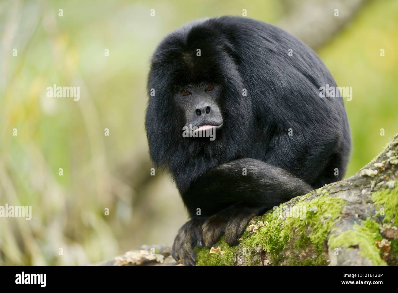 Black howler monkey (Alouatta caraya), male Stock Photo - Alamy