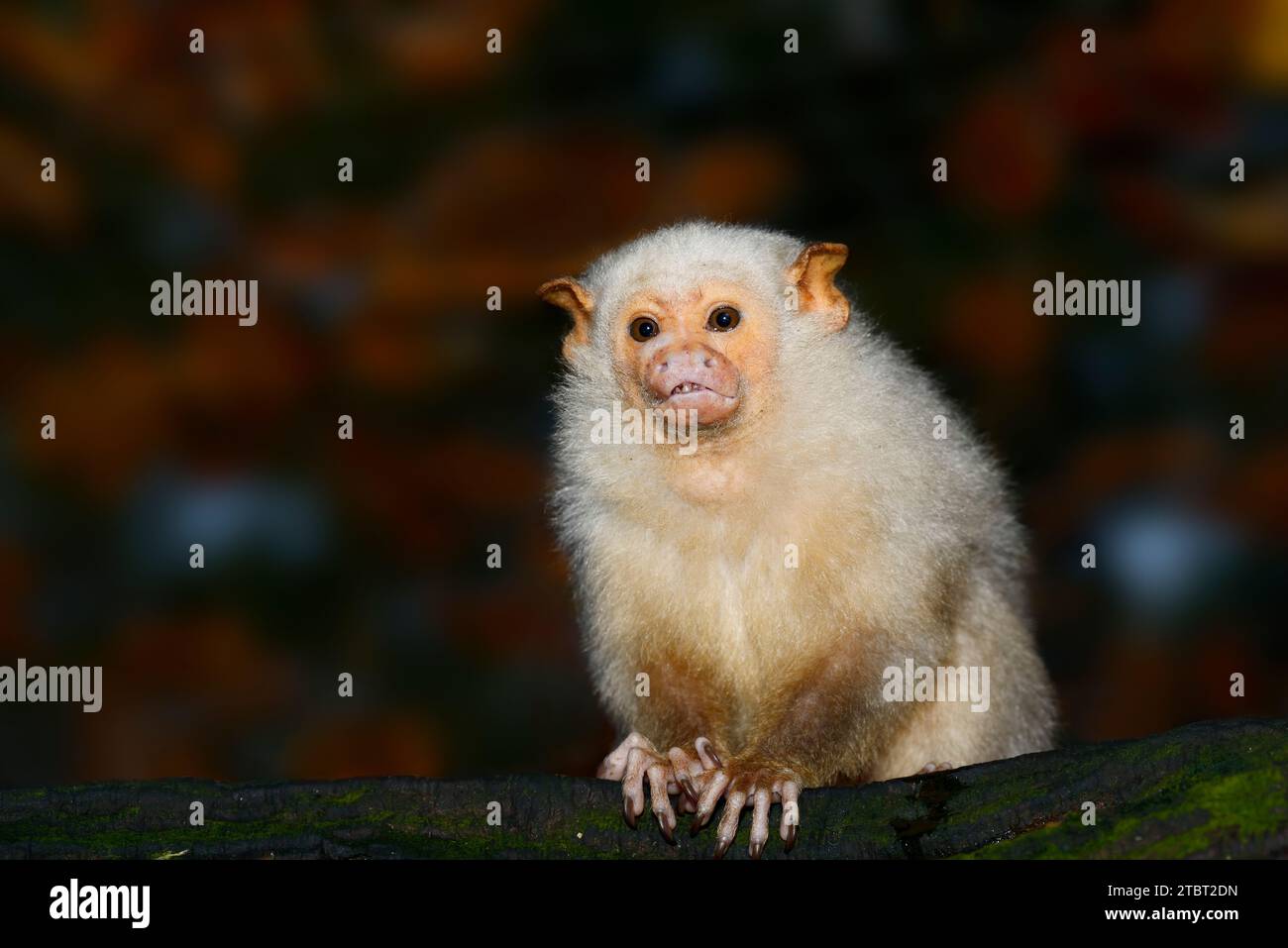 Silver monkey or silver marmoset (Mico argentatus, Callithrix argentata), captive, occurrence in Brazil Stock Photo