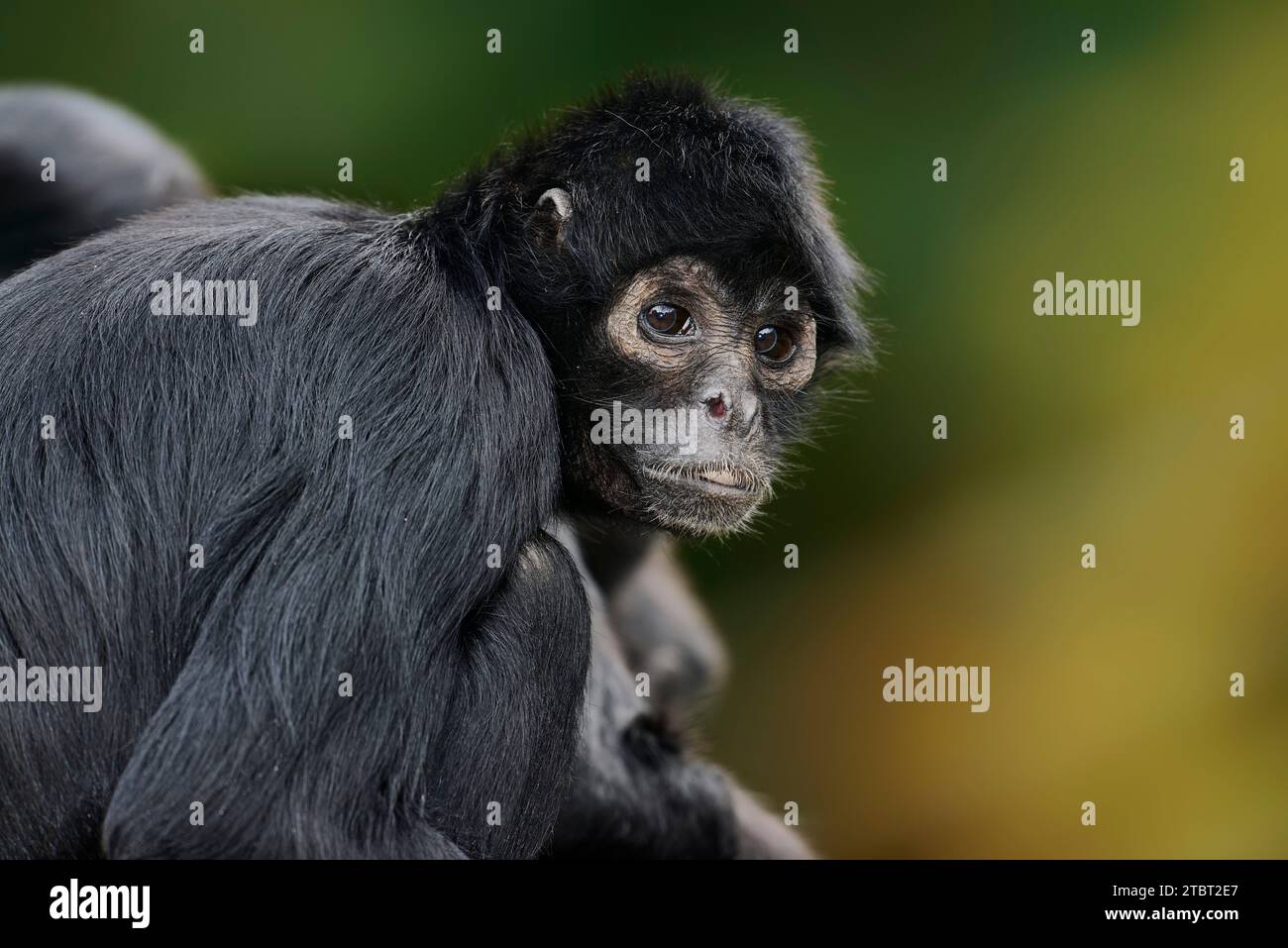 Black-headed spider monkey (Ateles fusciceps rufiventris, Ateles fusciceps robustus) Stock Photo