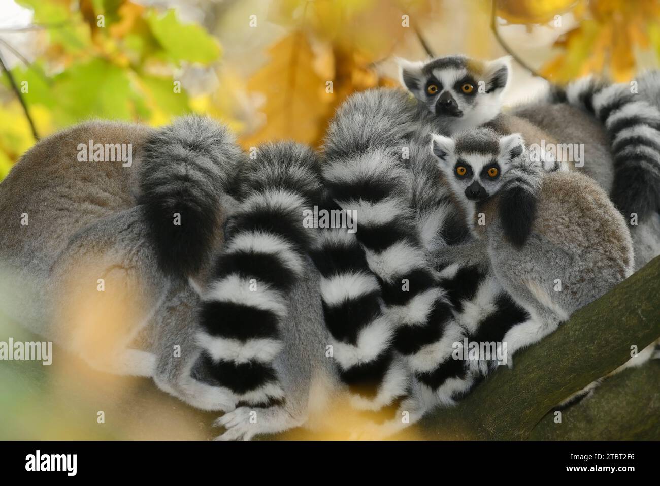 Calicoes (Lemur catta), occurring in Madagascar Stock Photo - Alamy
