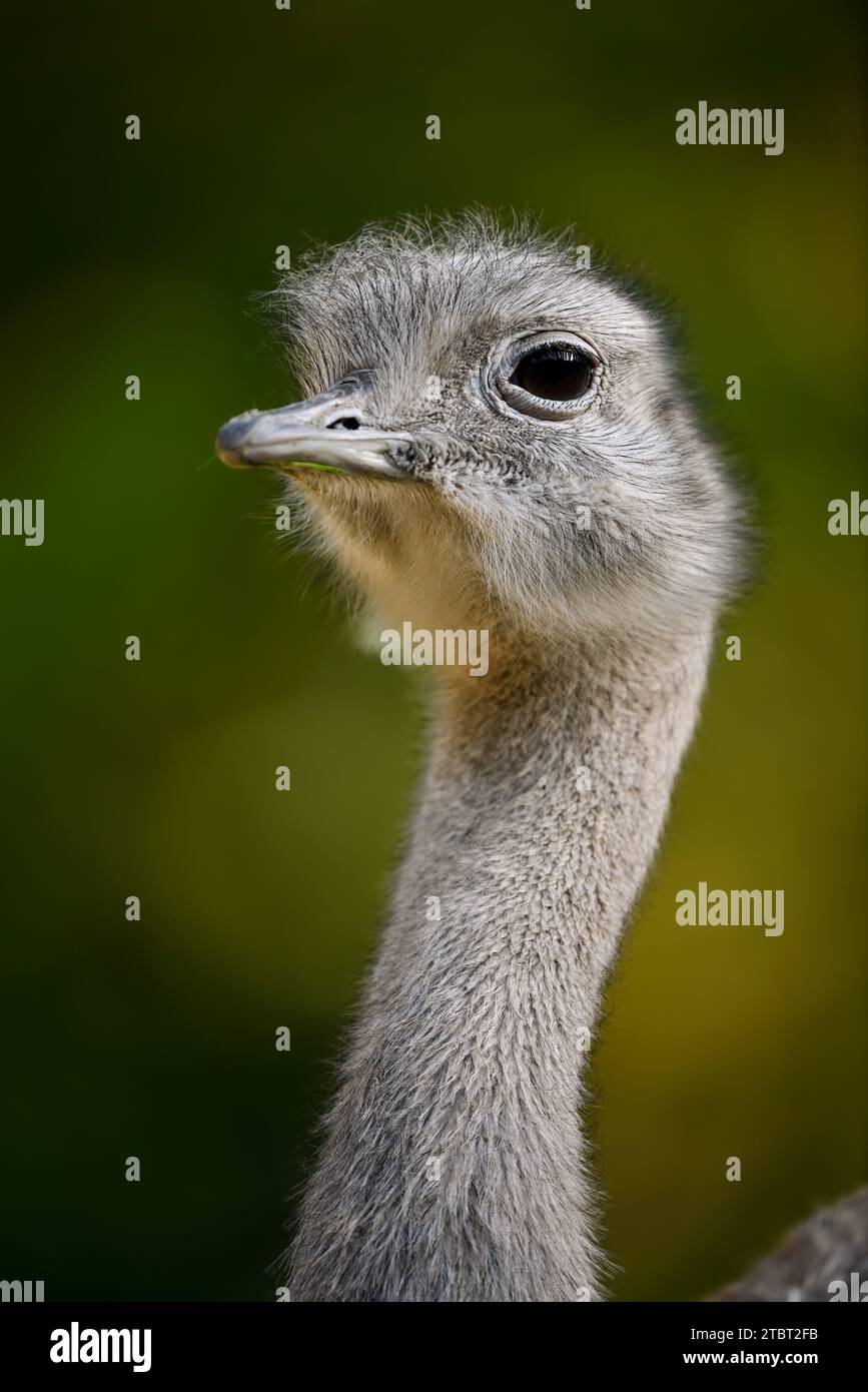 Darwin's nandu or lesser nandu (Pterocnemia pennata), portrait, Patagonia, Chile Stock Photo