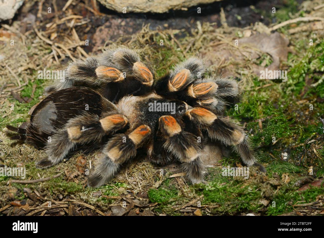 Mexican red-kneed tarantula (Brachypelma smithi) Stock Photo