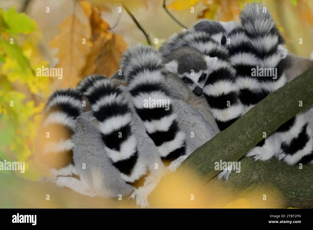 Calicoes lemur catta hi-res stock photography and images - Alamy