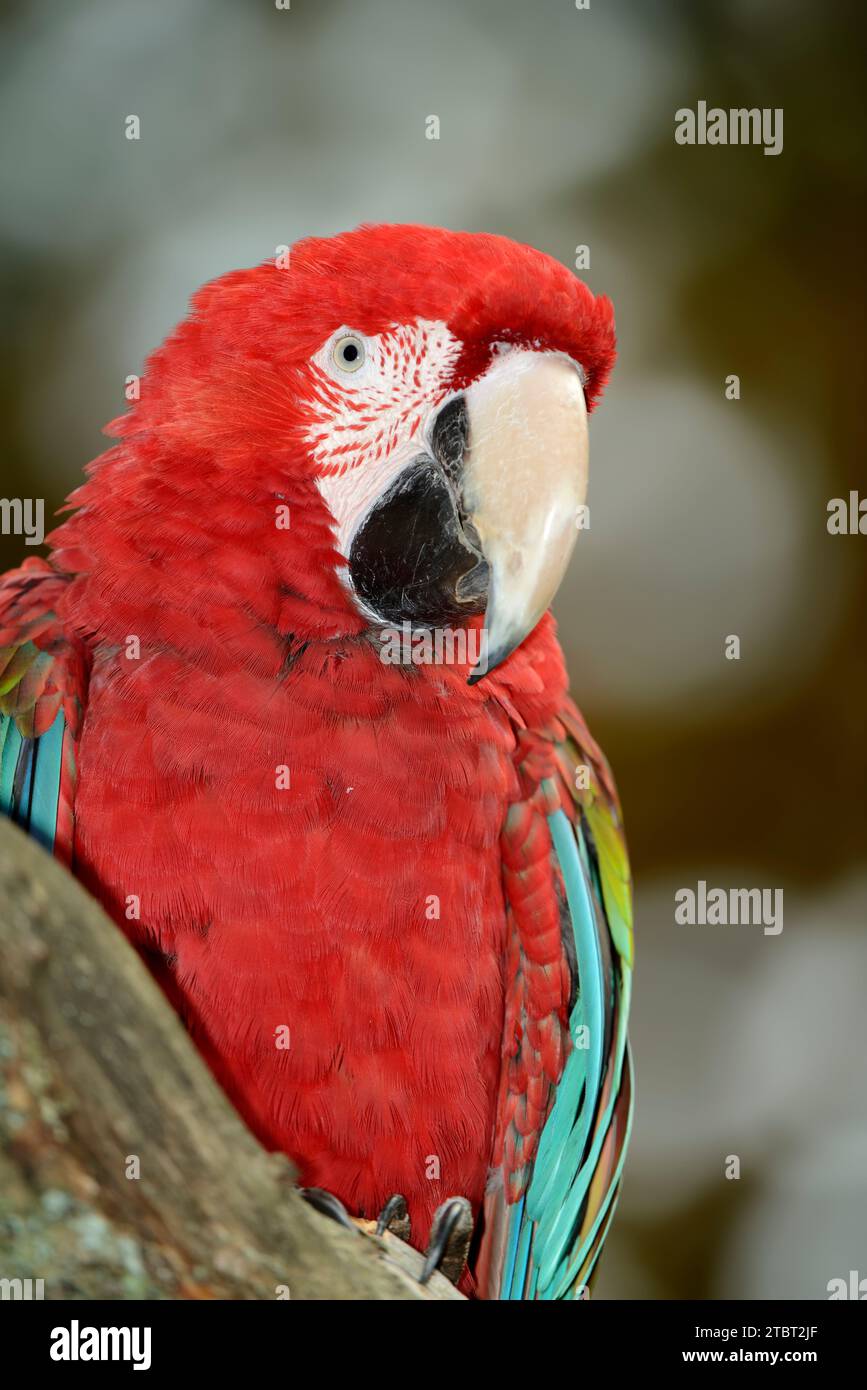 Dark red macaw or green-winged macaw (Ara chloropterus, Ara chloroptera) Stock Photo