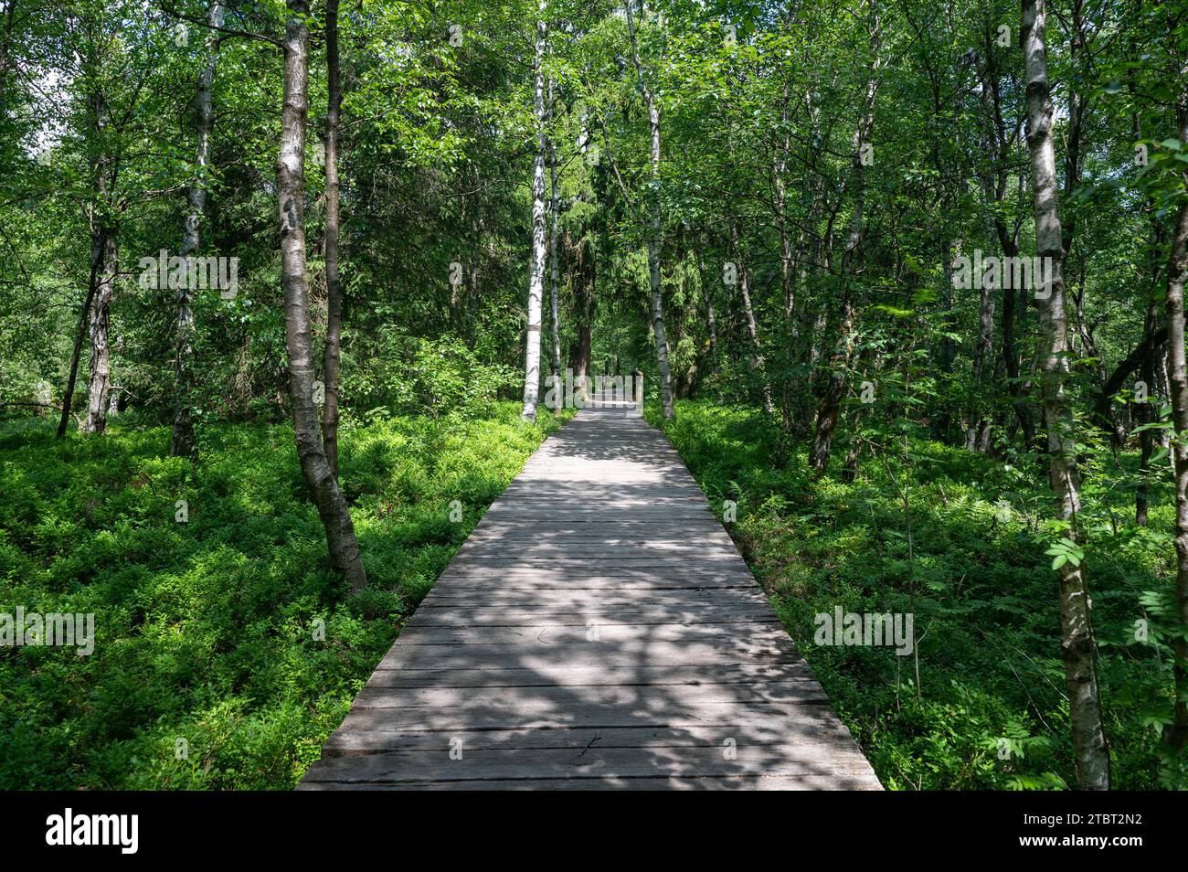 A Carpathian birch  ( Betula carpatica )  forest with wooden footbridge in the red moor in the high Rhön, Hesse, Germany Stock Photo