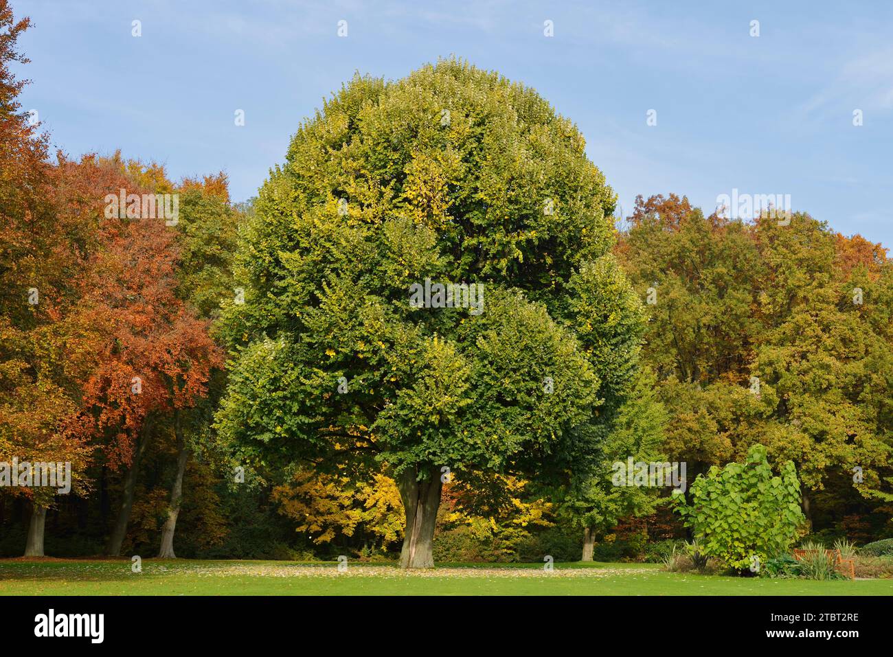 Silver lime (Tilia tomentosa) in fall, North Rhine-Westphalia, Germany Stock Photo