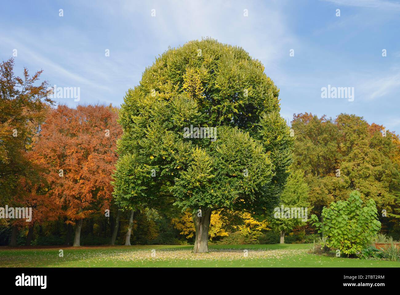 Silver lime (Tilia tomentosa) in fall, North Rhine-Westphalia, Germany Stock Photo