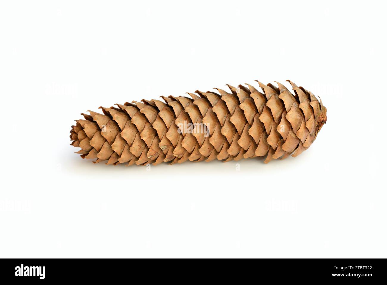 Common spruce (Picea abies), cones Stock Photo