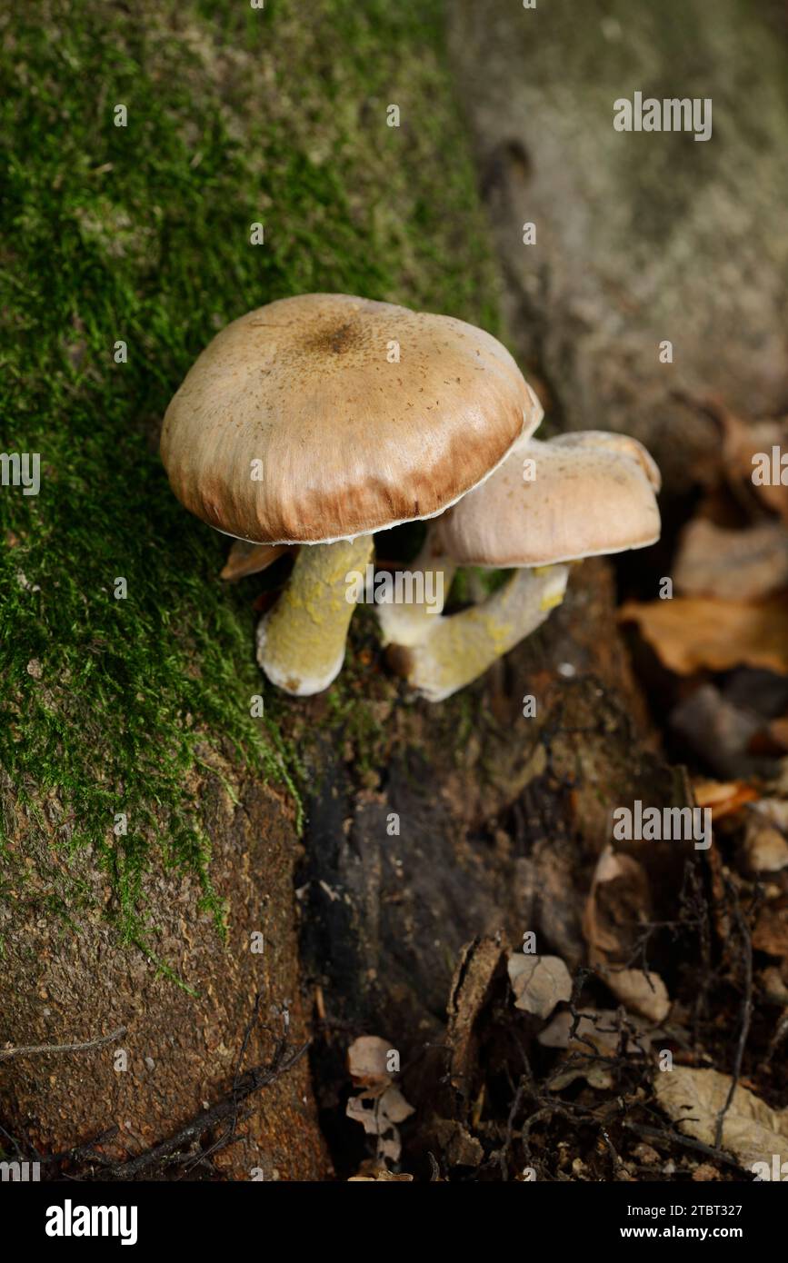bulbous honey fungus (Armillaria gallica), North Rhine-Westphalia, Germany Stock Photo