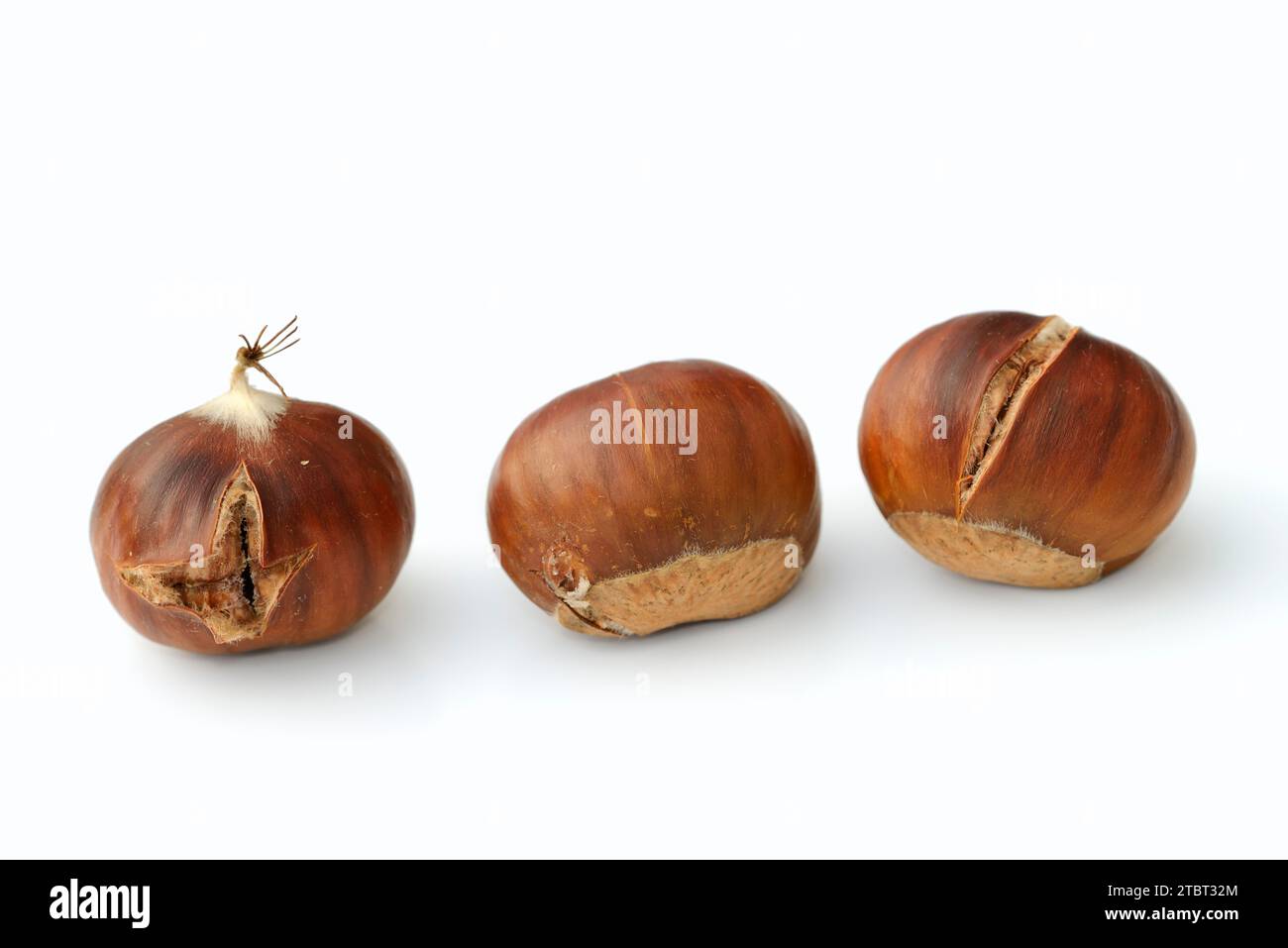 Sweet chestnuts (Castanea sativa) Stock Photo