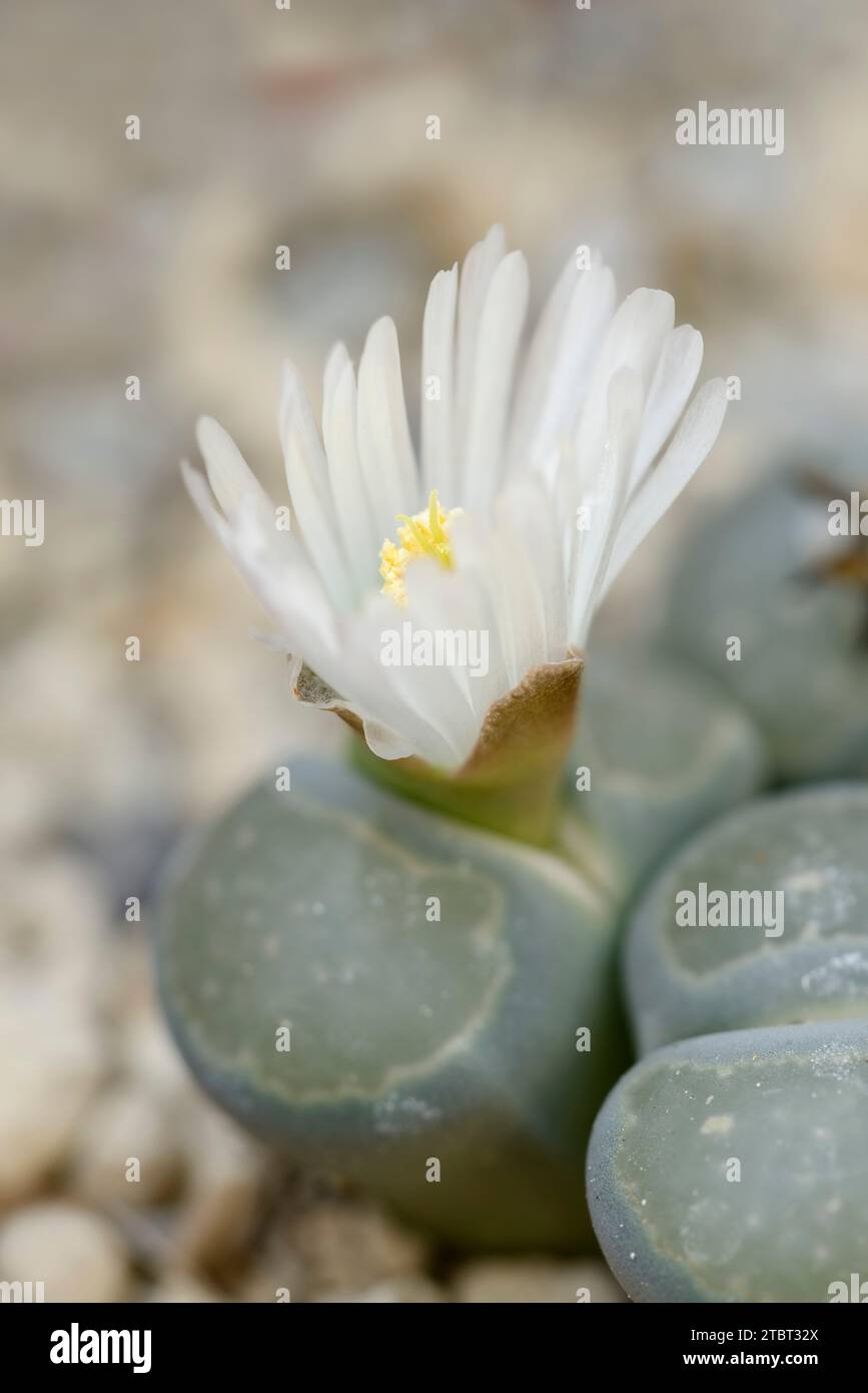 Living stones (Lithops karasmontana ssp. bella), occurring in southern Africa Stock Photo