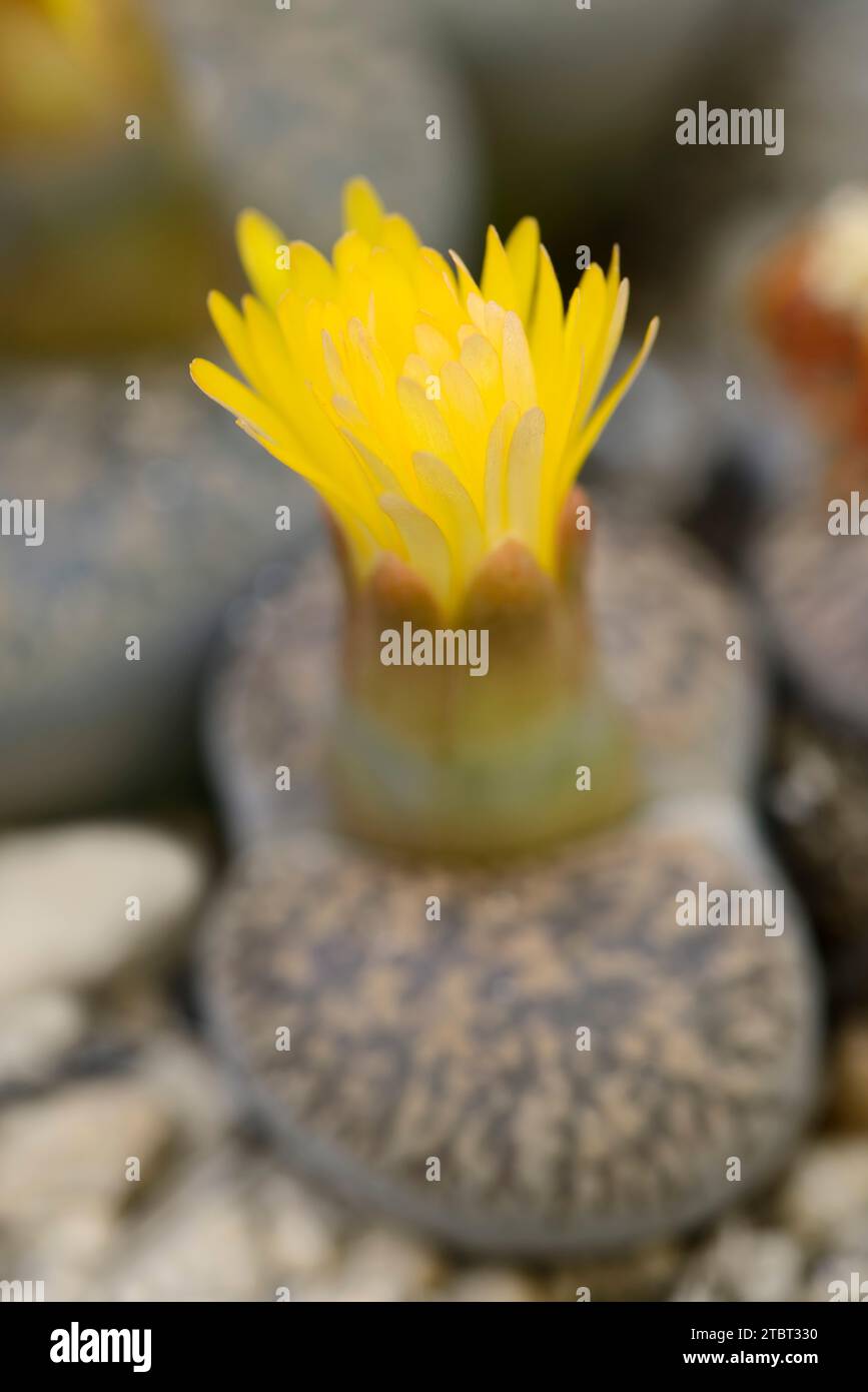 Living stones (Lithops turbiniformis), occurring in southern Africa Stock Photo