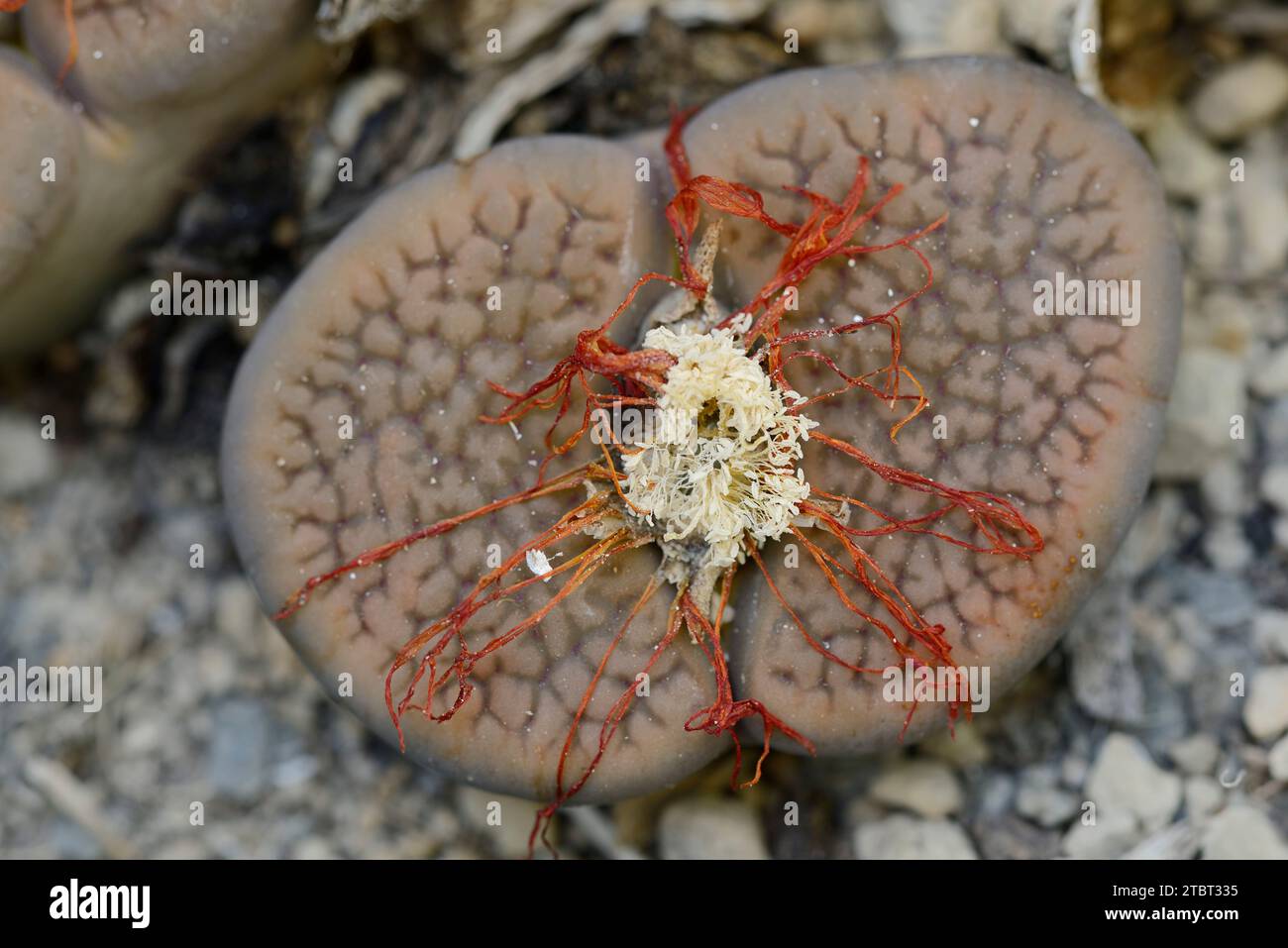 Living stones (Lithops turbiniformis), occurring in southern Africa Stock Photo
