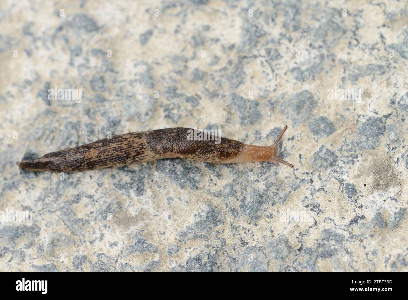 gray field slug (Deroceras reticulatum), North Rhine-Westphalia, Germany Stock Photo