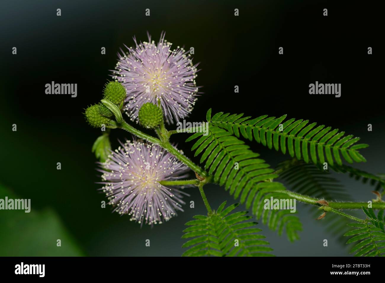Mimosa pudica (Mimosa pudica), native to South America Stock Photo Alamy