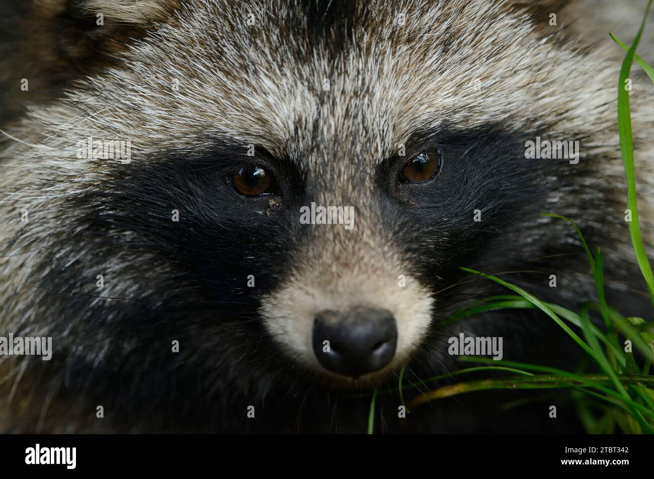 Raccoon dog (Nyctereutes procyonoides), portrait, Germany Stock Photo