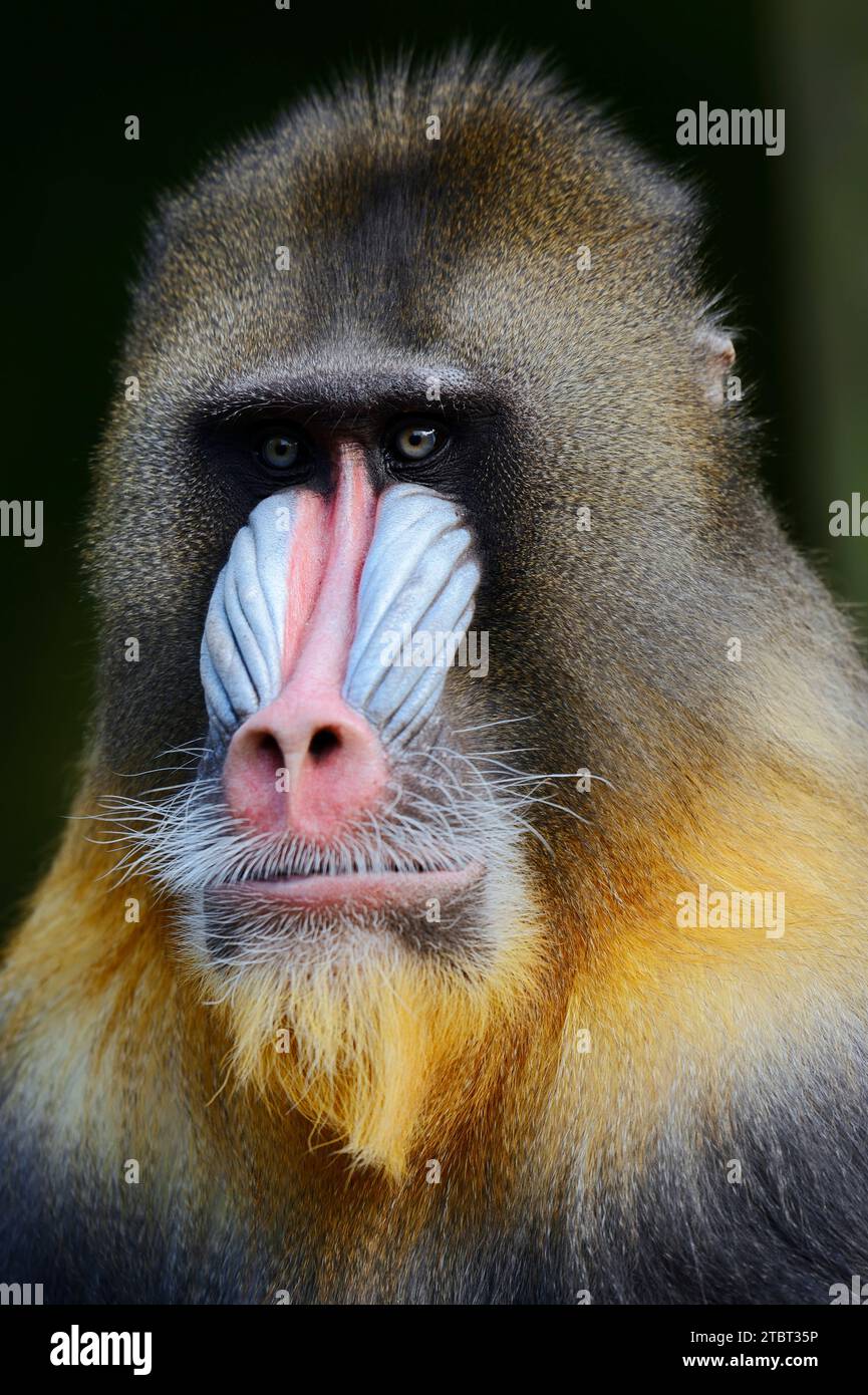 Mandrill (Mandrillus sphinx), male Stock Photo - Alamy