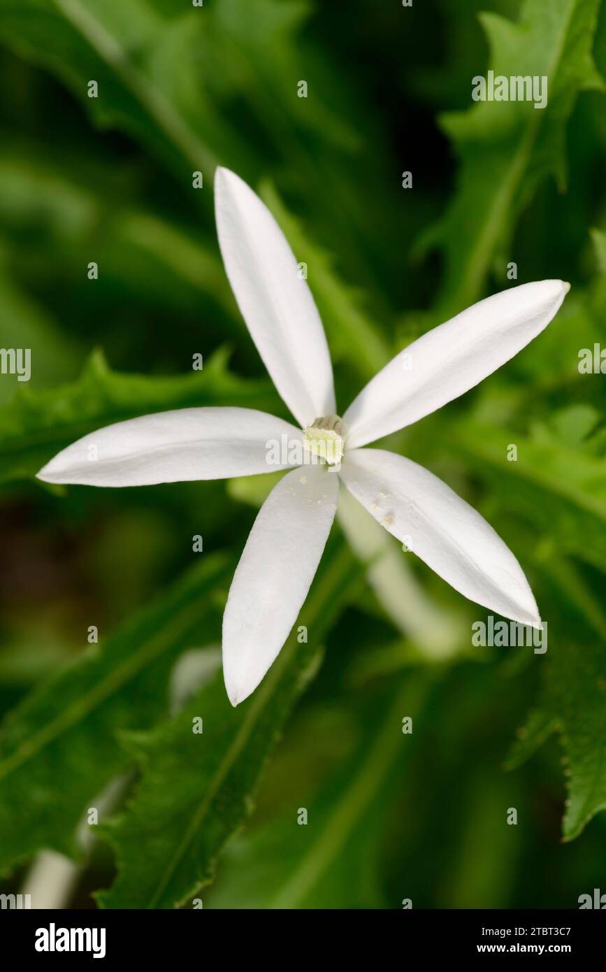 Star of Bethlehem (Laurentia longiflora), flower Stock Photo