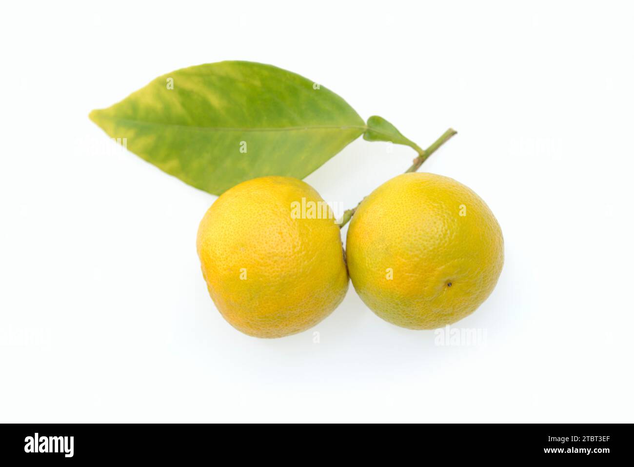 Bitter orange or bitter orange (Citrus  aurantium), fruit and leaves Stock Photo