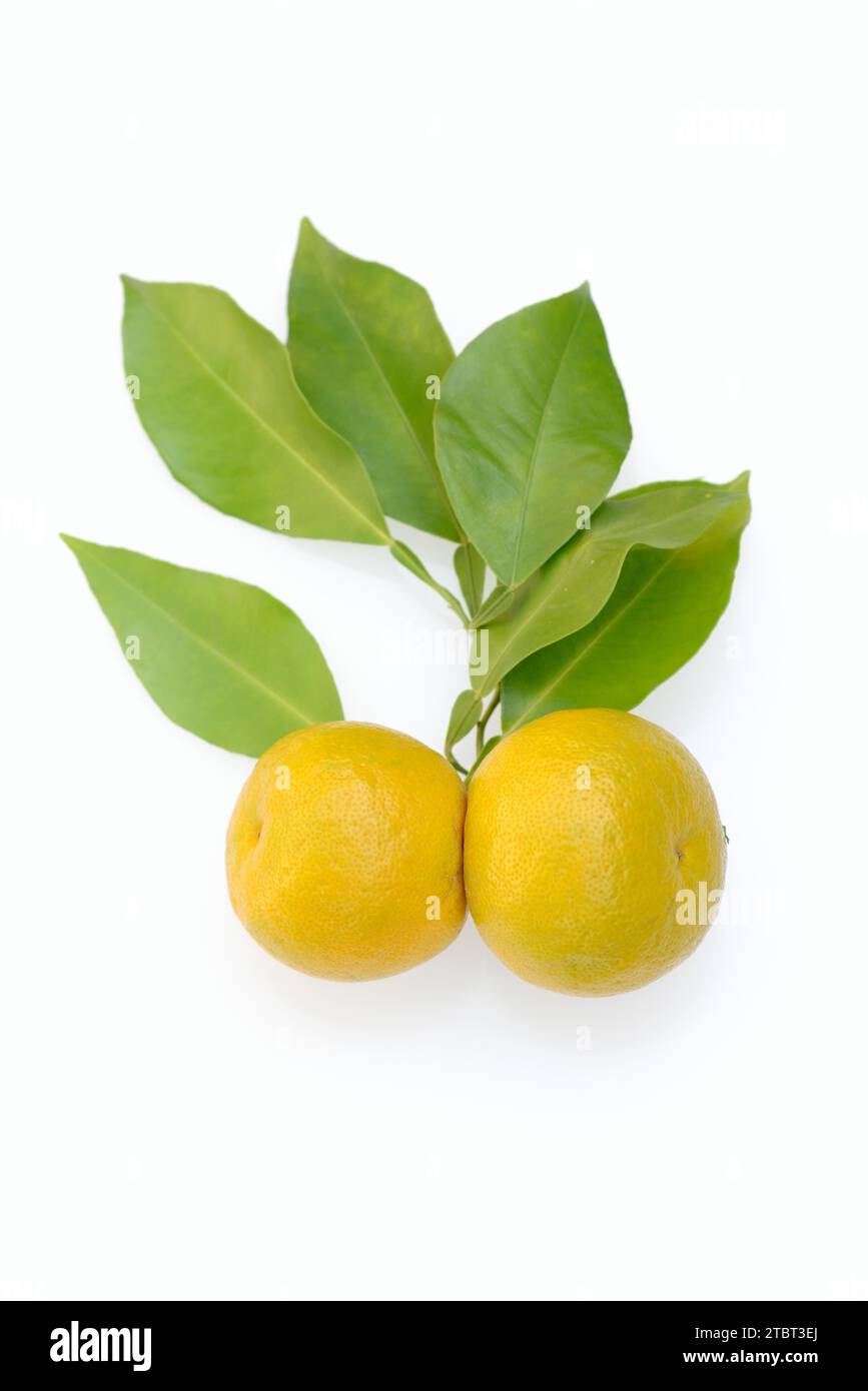Bitter orange or bitter orange (Citrus  aurantium), fruit and leaves Stock Photo