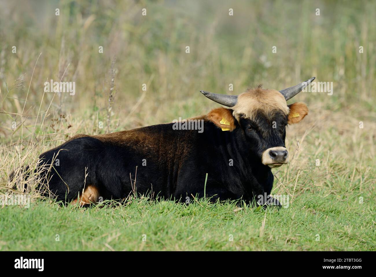 Heck cattle (Bos primigenius f. taurus), North Rhine-Westphalia, Germany Stock Photo