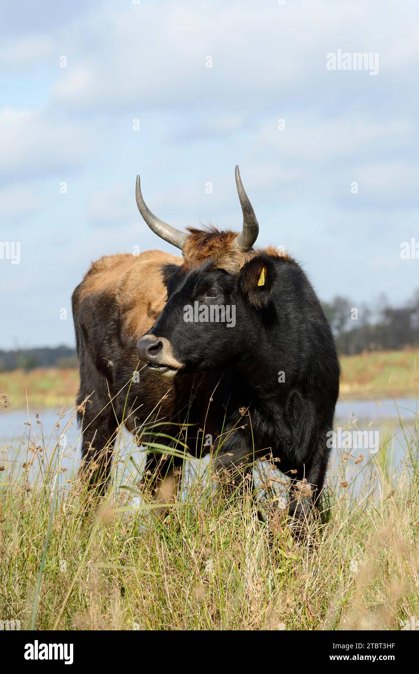 Heck cattle (Bos primigenius f. taurus), cow, North Rhine-Westphalia, Germany Stock Photo