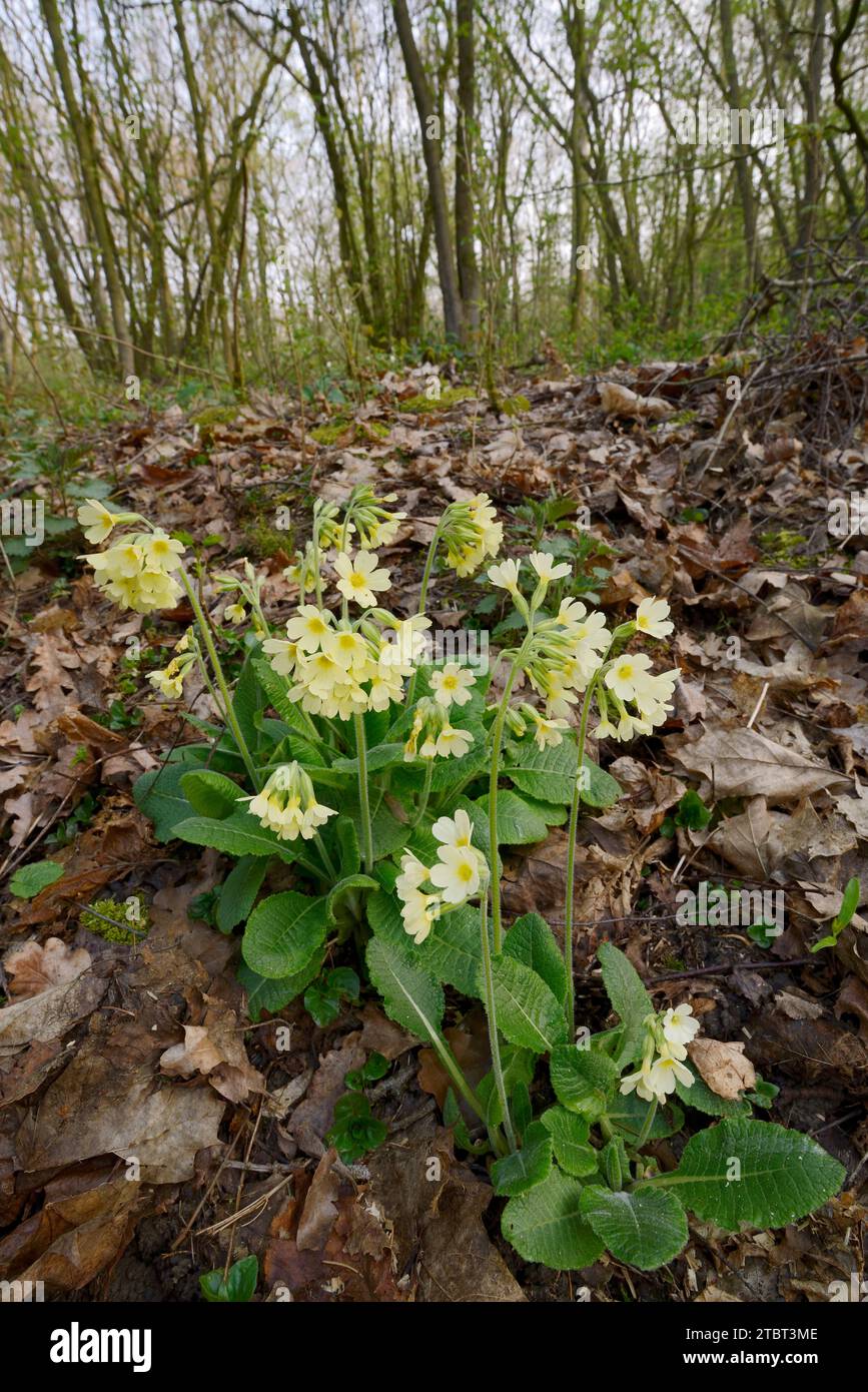 Tall cowslip (Primula elatior) in spring, North Rhine-Westphalia, Germany Stock Photo