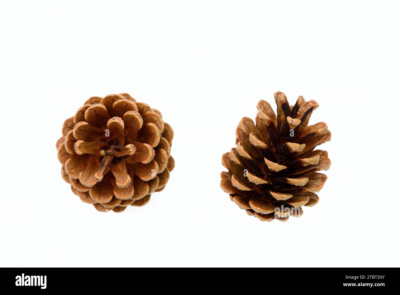 Scots pine (Pinus sylvestris), cones Stock Photo