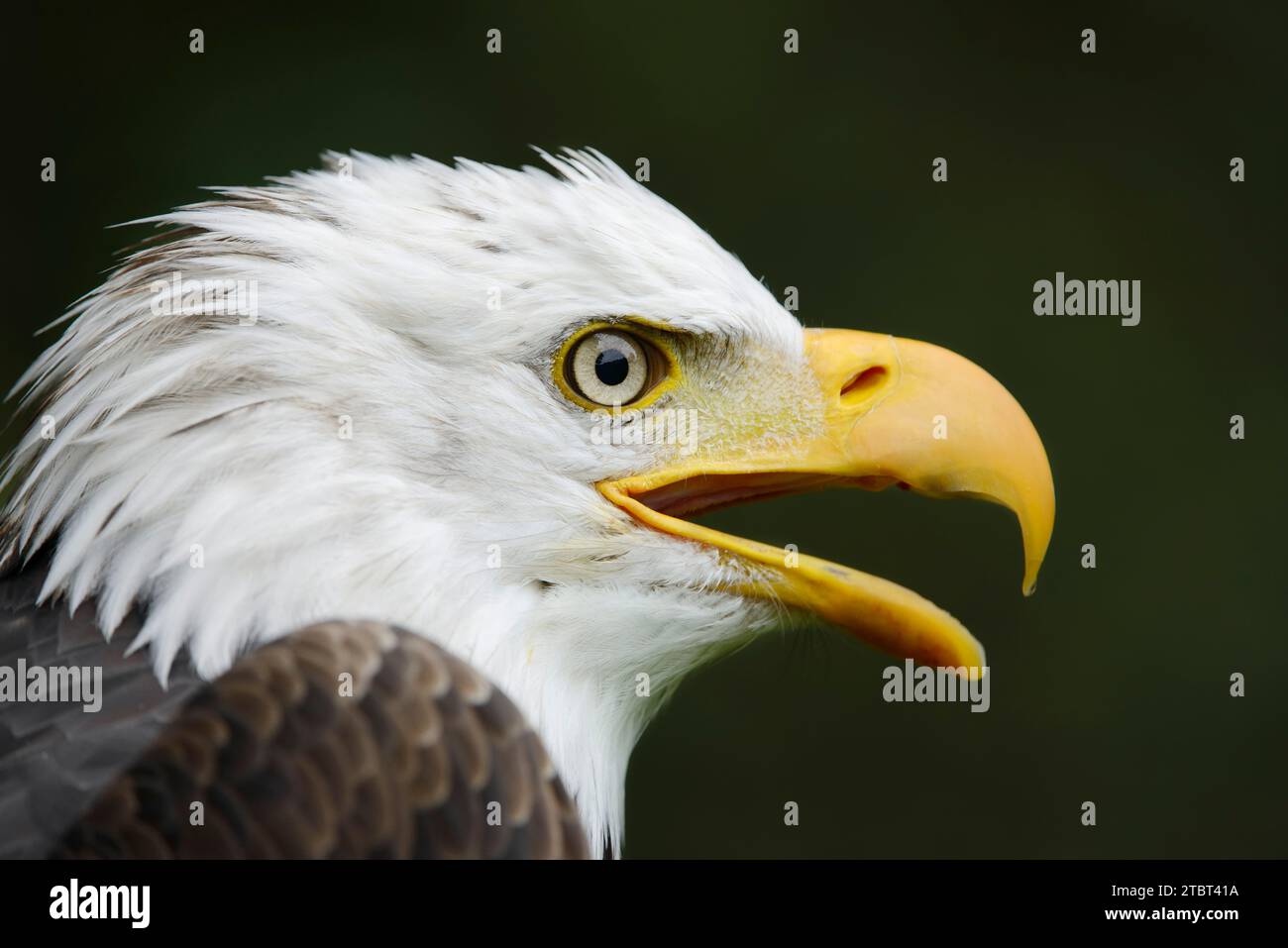 Bald eagle (Haliaeetus leucocephalus), portrait Stock Photo