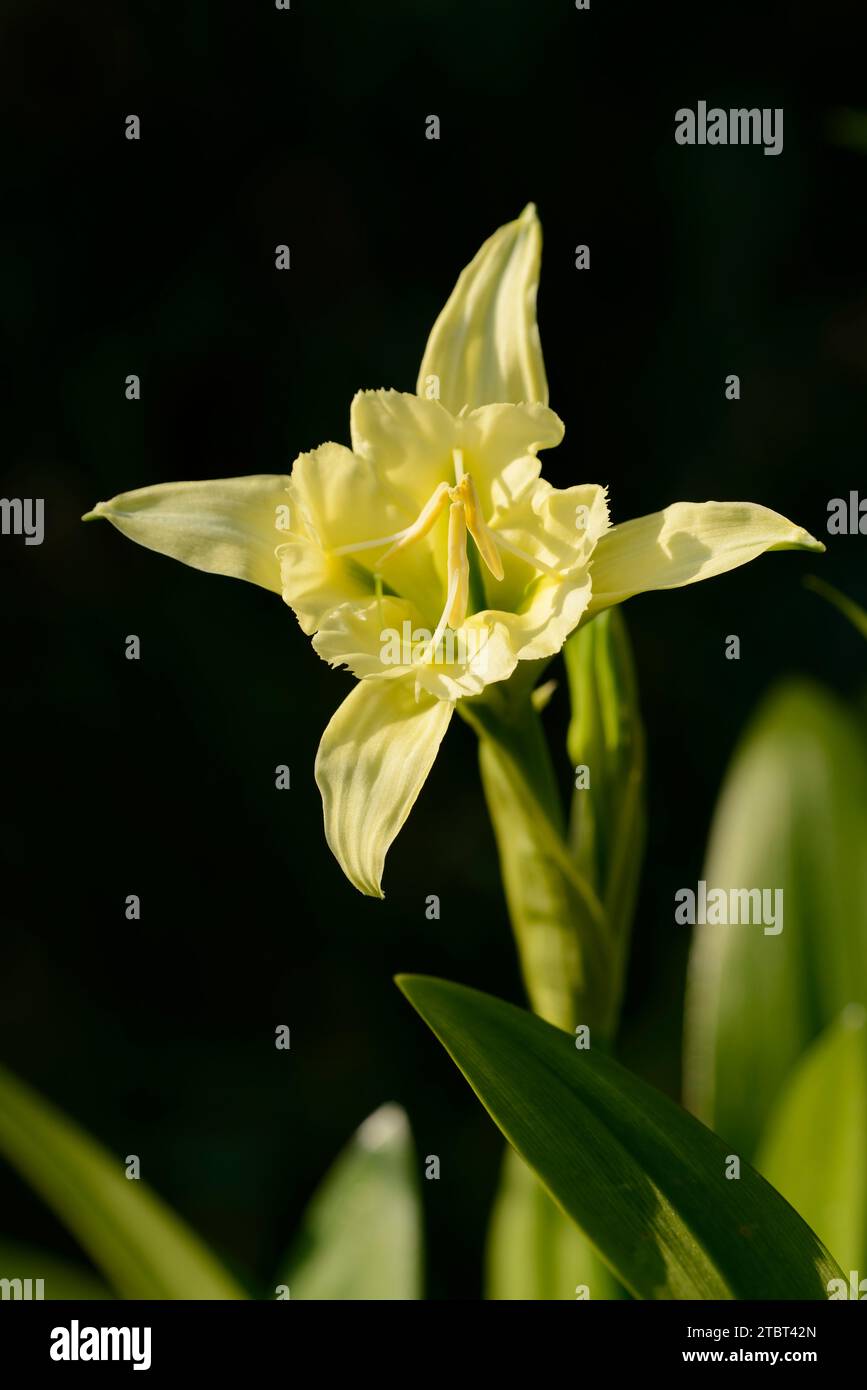 Beautiful ismene (Hymenocallis 'Sulphur Queen'), flower Stock Photo