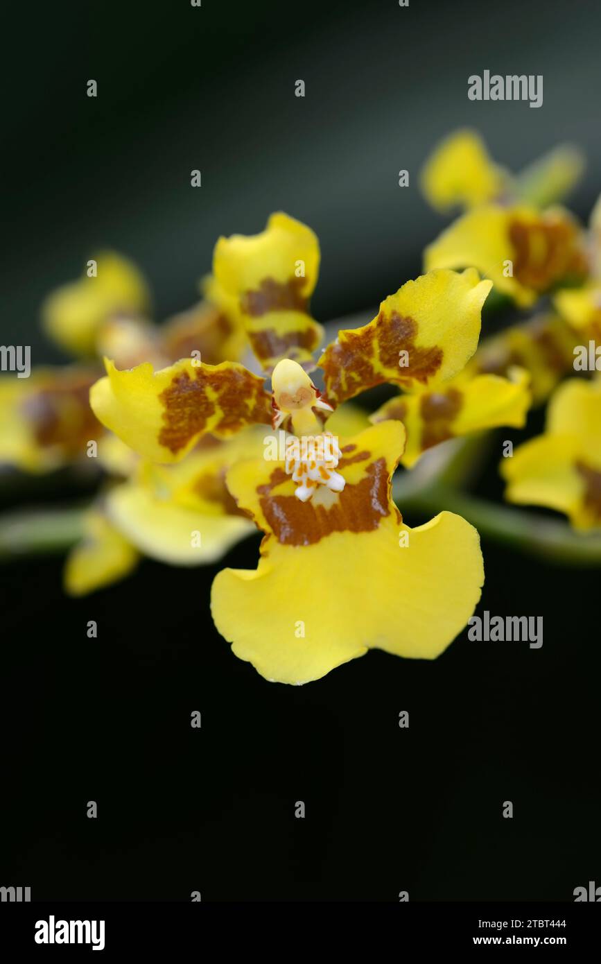 Oncidium orchid (Oncidium sphacelatum), flower, native to Central America Stock Photo