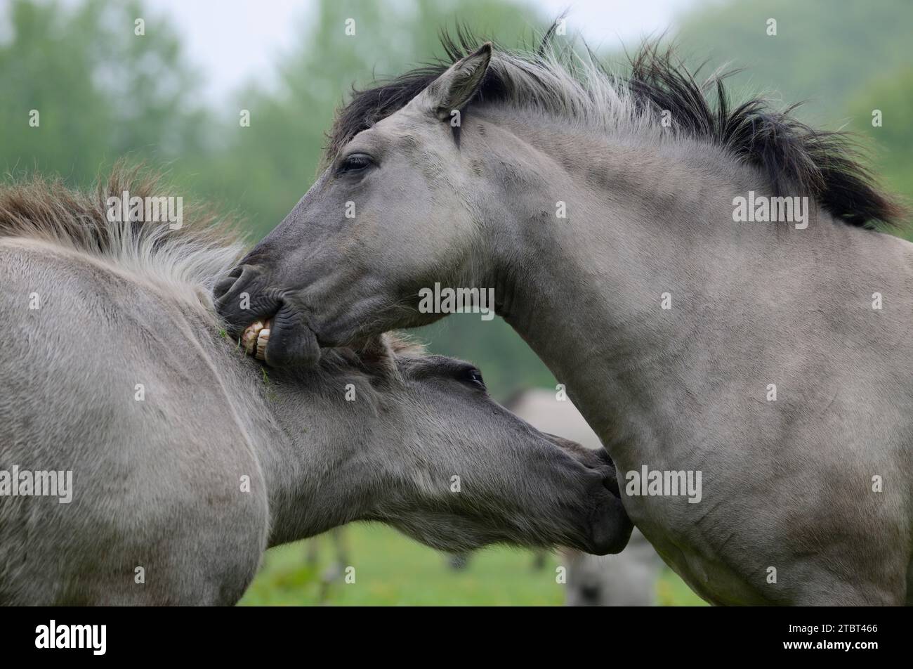 Heck horses (Equus ferus ferus caballus, Equus przewalskii ferus caballus) on a meadow, Germany Stock Photo