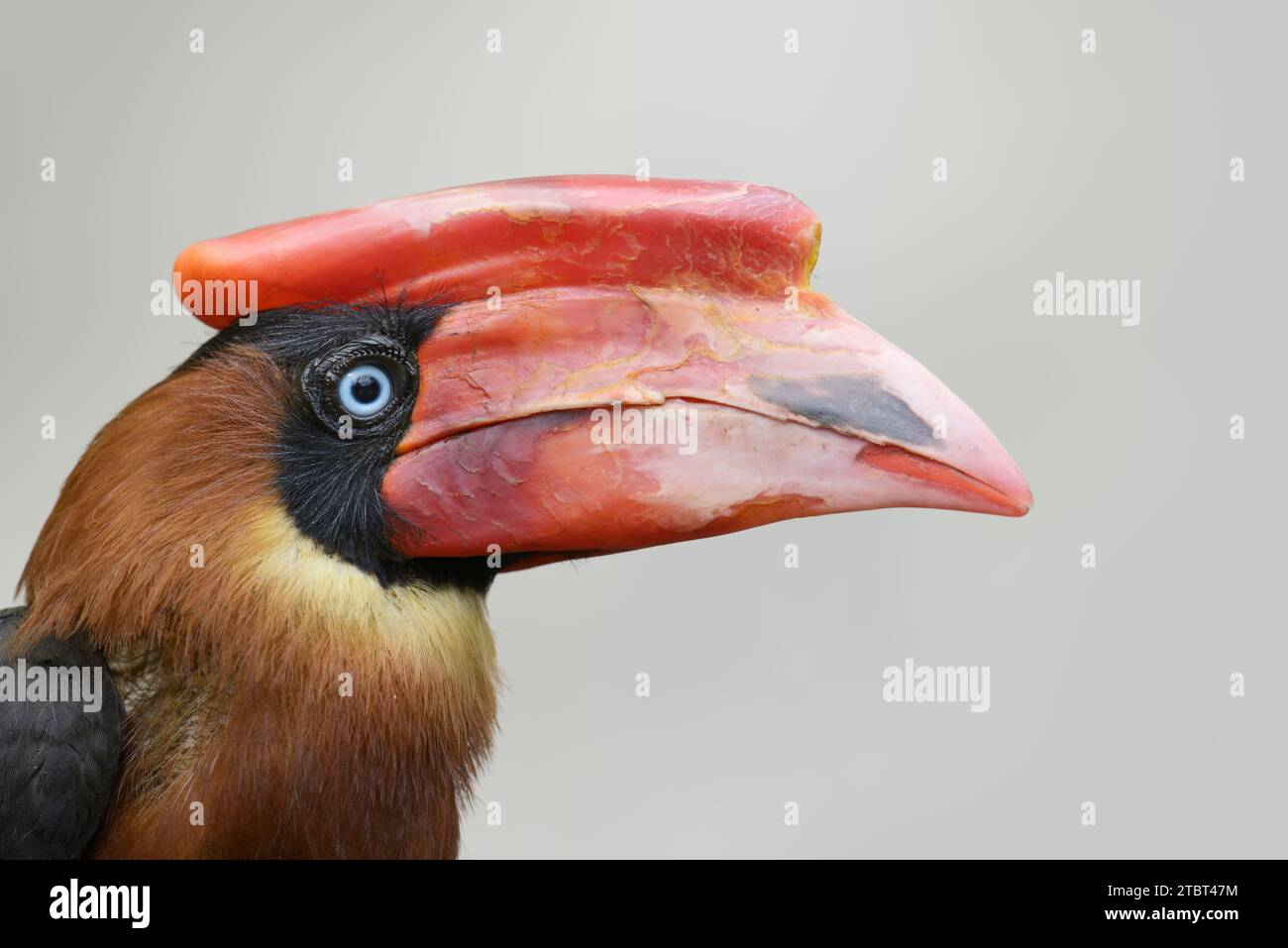 Fire Hornbill (Buceros hydrocorax), portrait, occurrence in the Philippines Stock Photo