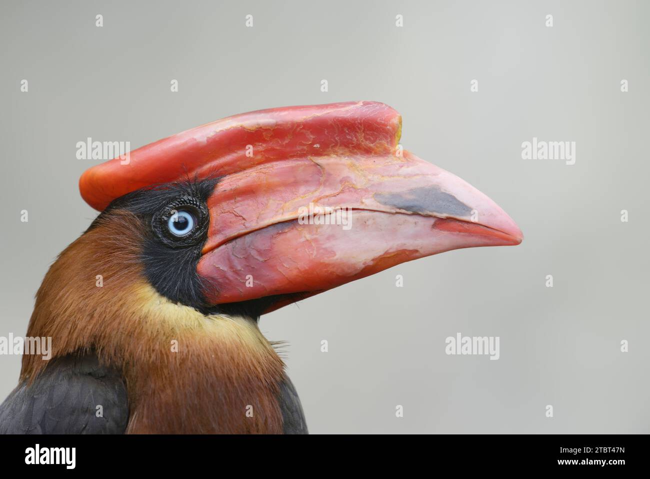 Fire hornbill (Buceros hydrocorax), portrait, occurrence in the Philippines Stock Photo