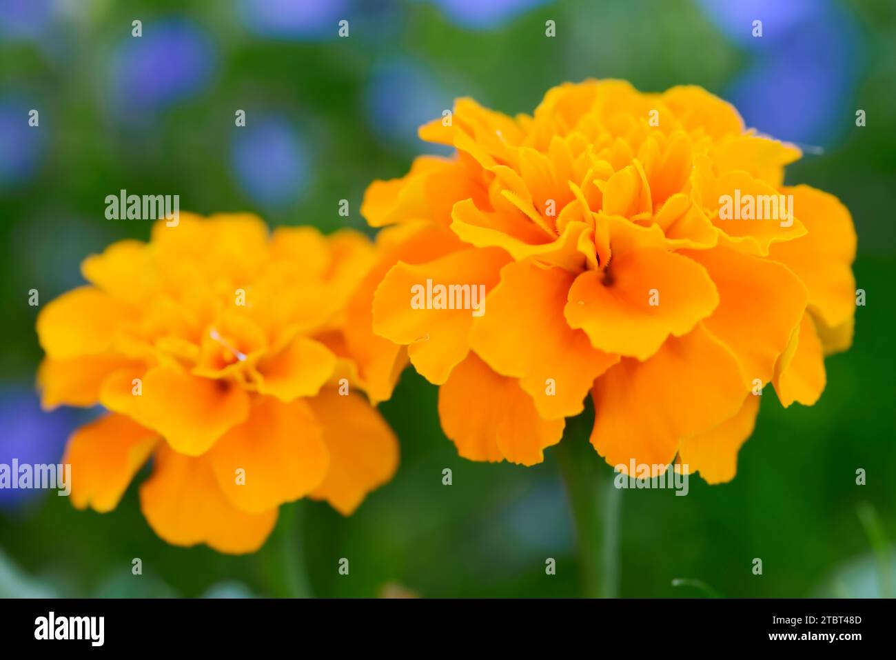 Tagetes or marigold (Tagetes hybride), flowers Stock Photo