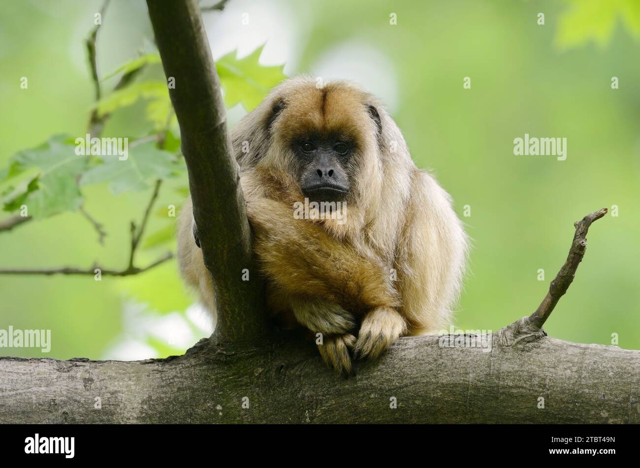 Female howler monkey hi-res stock photography and images - Alamy